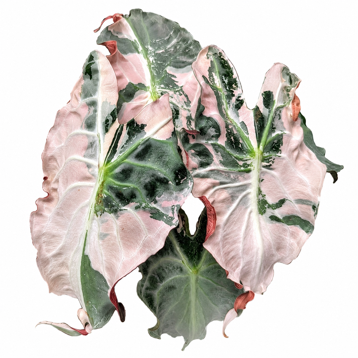 Alocasia Venom Pink Variegated (1plant/bag) - Tissue culture
