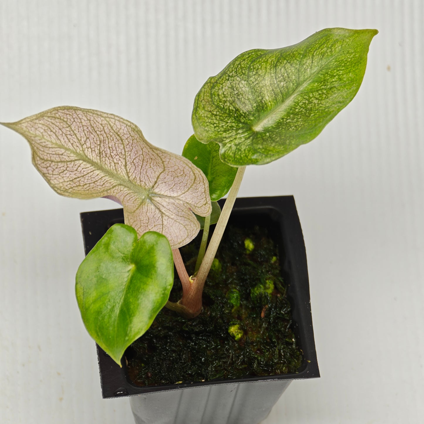 Alocasia Pink Dragon Mint Variegated