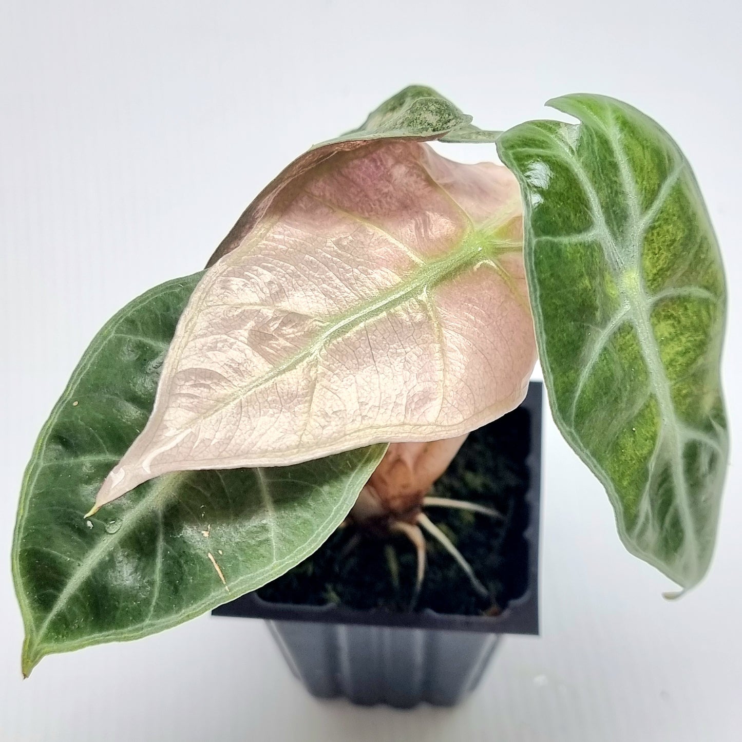 Alocasia Amazonica Pink Mint variegated