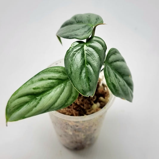 Philodendron sodirini