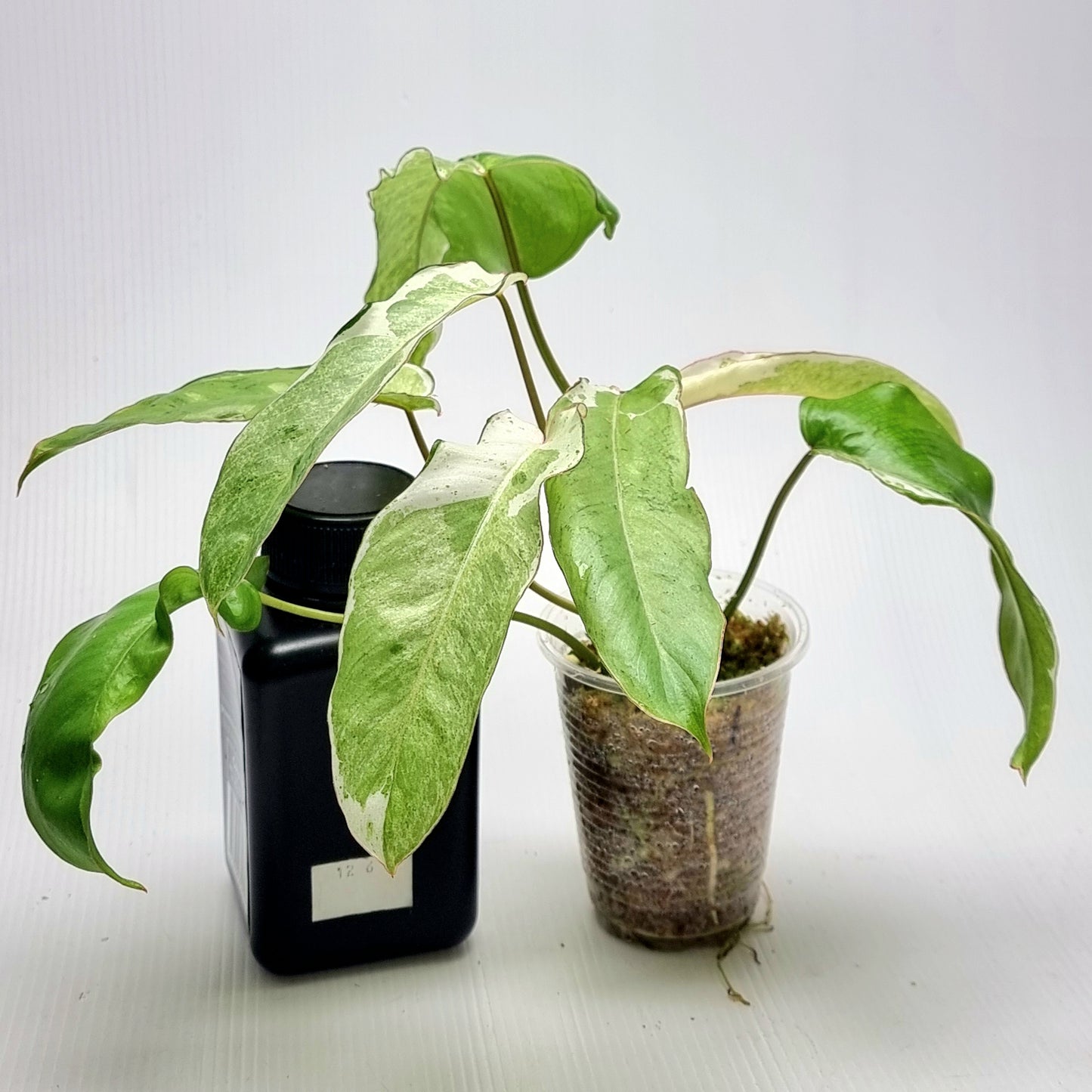 Philodendron Paraiso Verde Albo Variegated