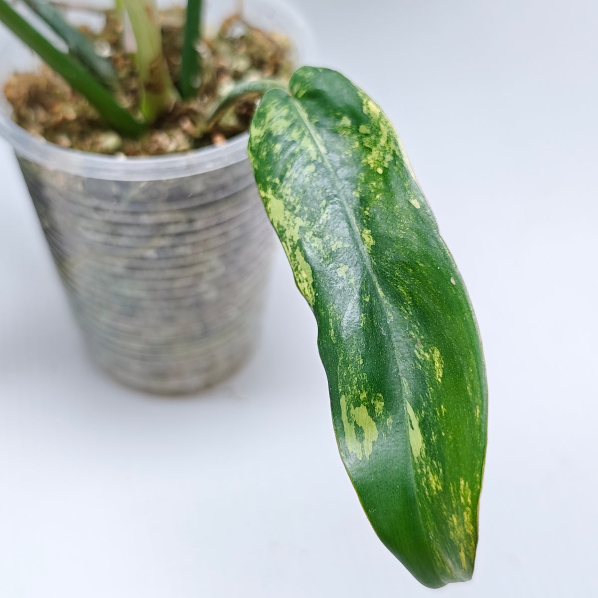 Philodendron Florida Beauty x P. mayoi Reverted