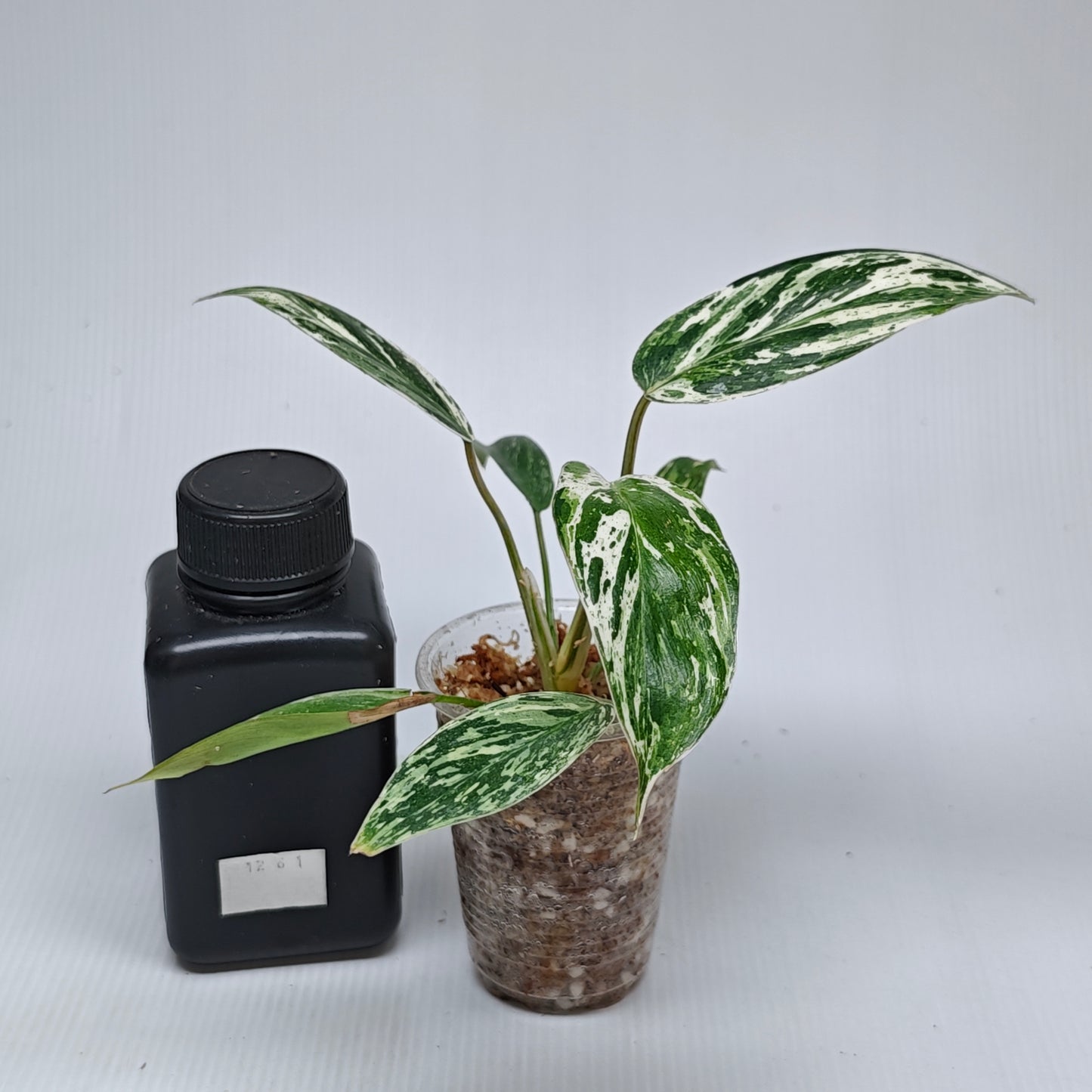Philodendron Emerald Queen Marble