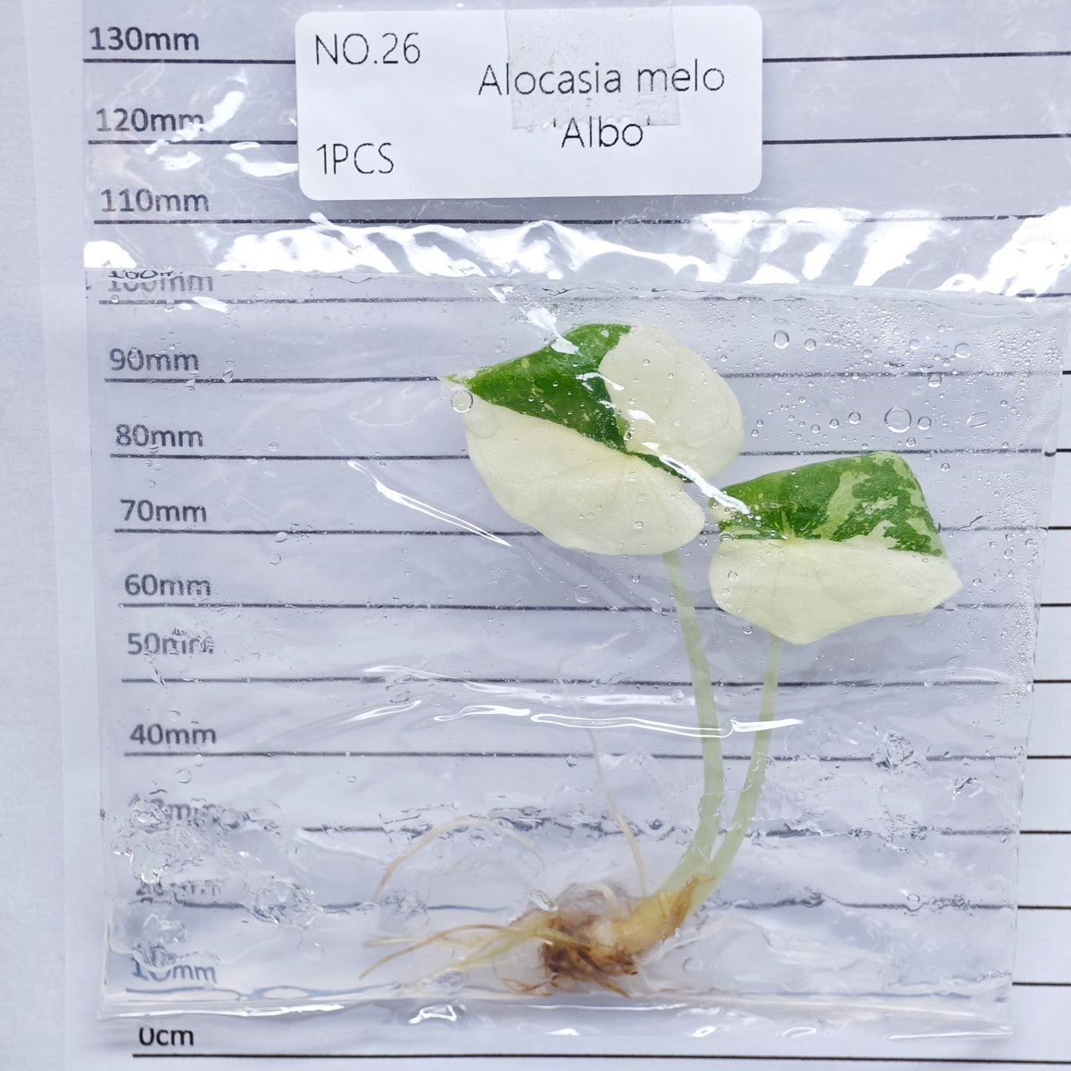 Alocasia melo Albo Variegated (1plant/bag) - Tissue culture