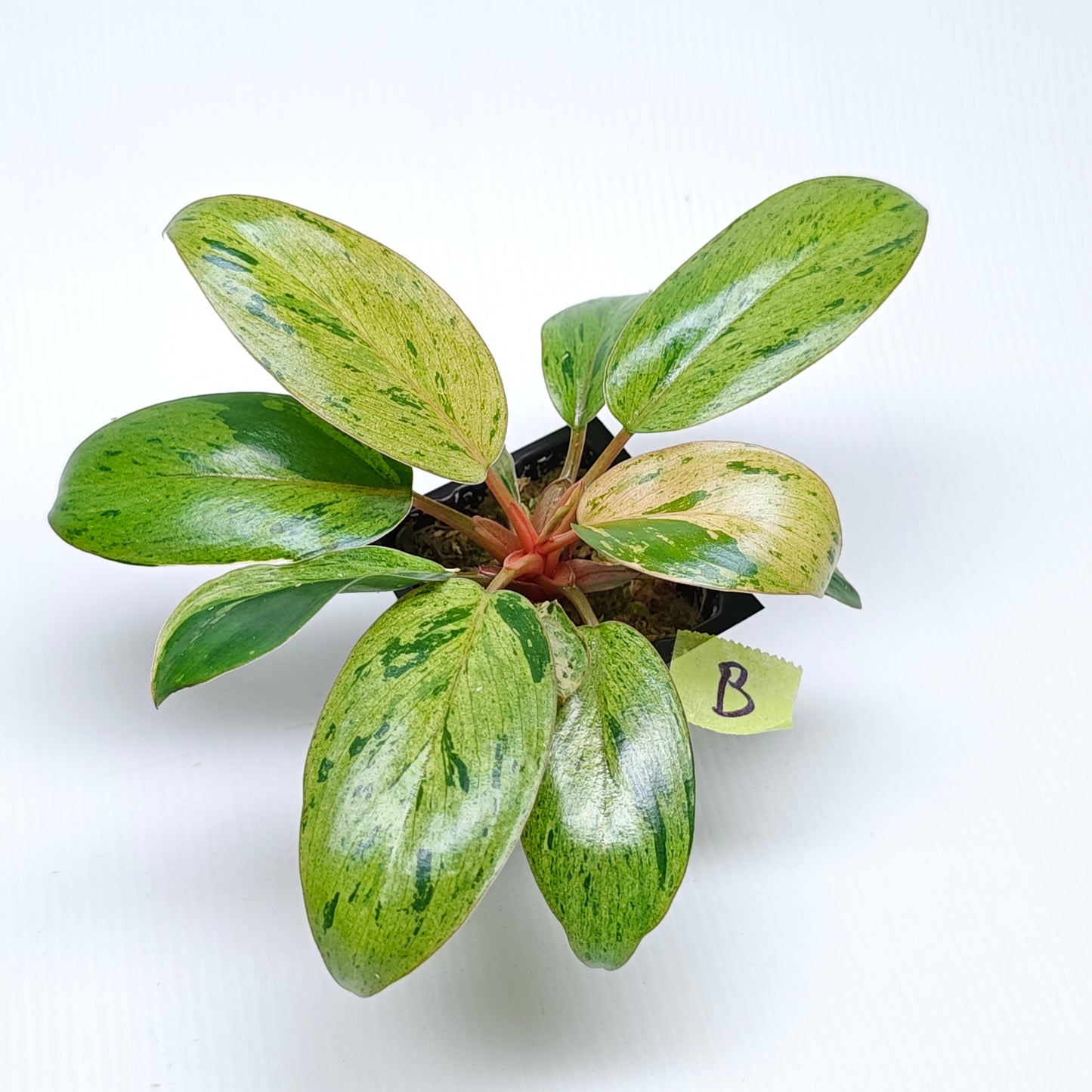 Philodendron Red Congo Mint