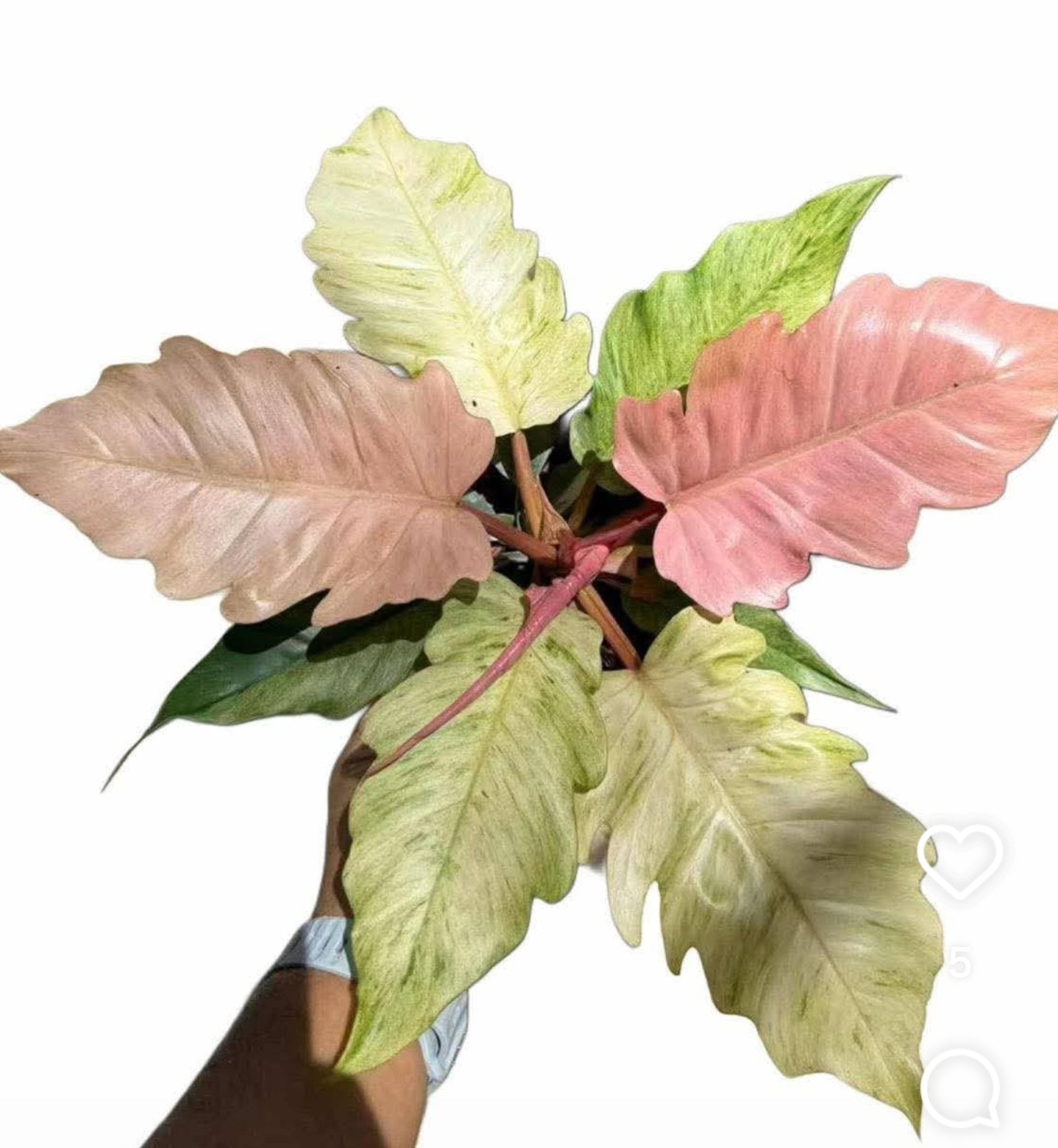 Philodendron Caramel Pink Mint / Strawberry Mint