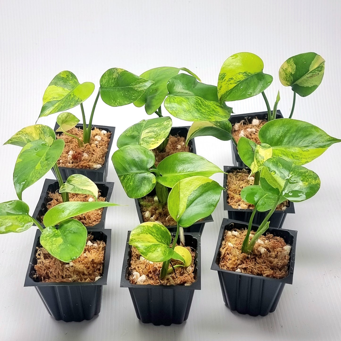 Monstera deliciosa Aurea Variegated (Large Form)