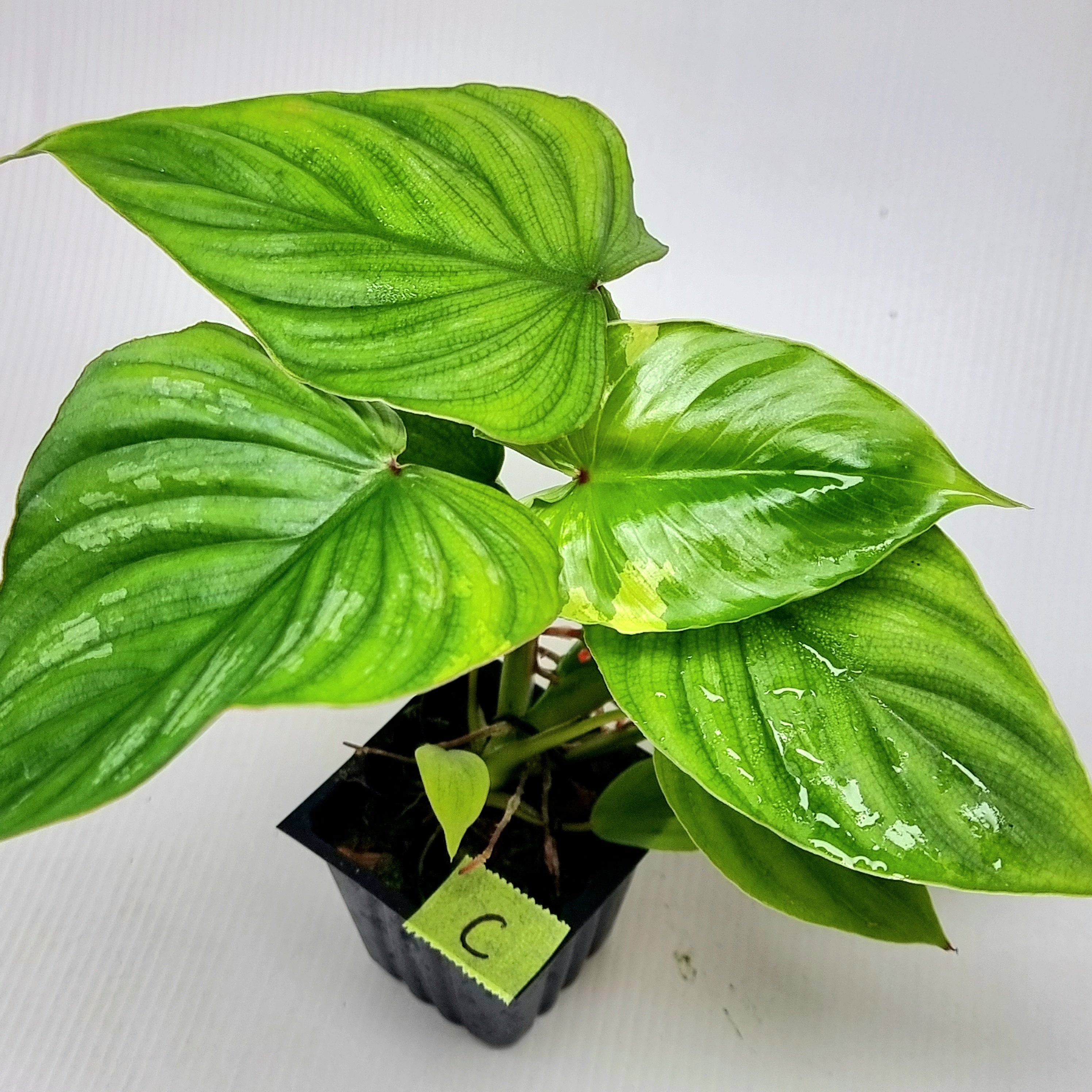 その他観葉植物 Philodendron plowmanii 'Variegated' Philodendron plowmanii Variegated – Flora Magnifica Australia