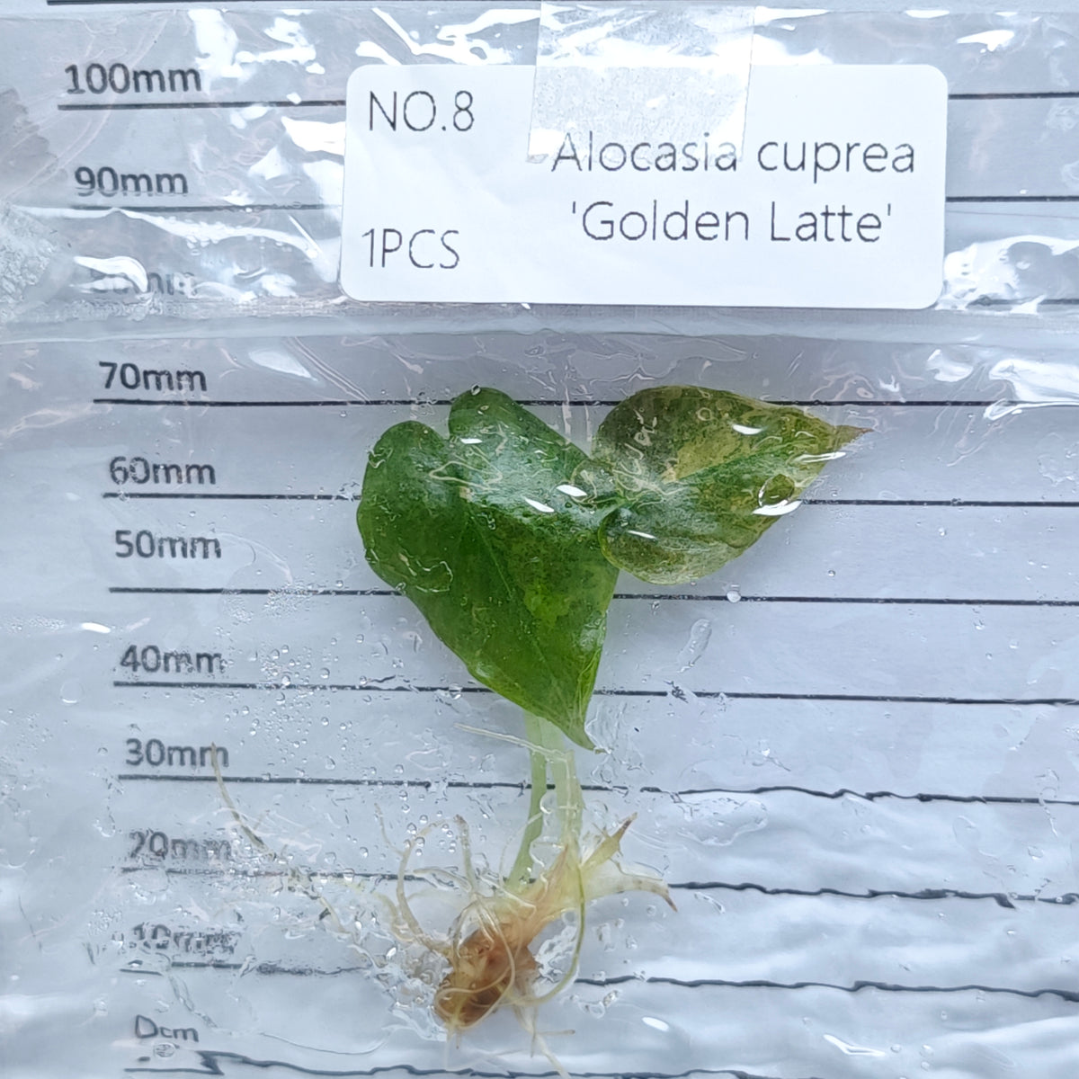 Alocasia cuprea Golden latte Variegated (1plant/bag) - Tissue culture
