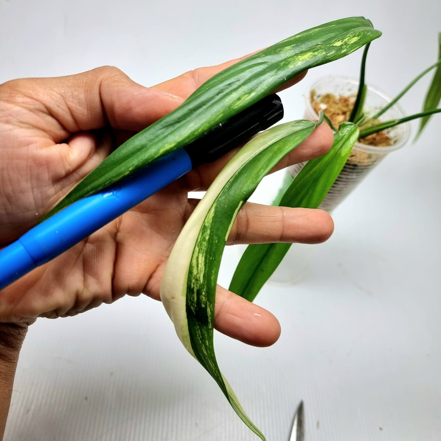 Philodendron holtonianum Variegated