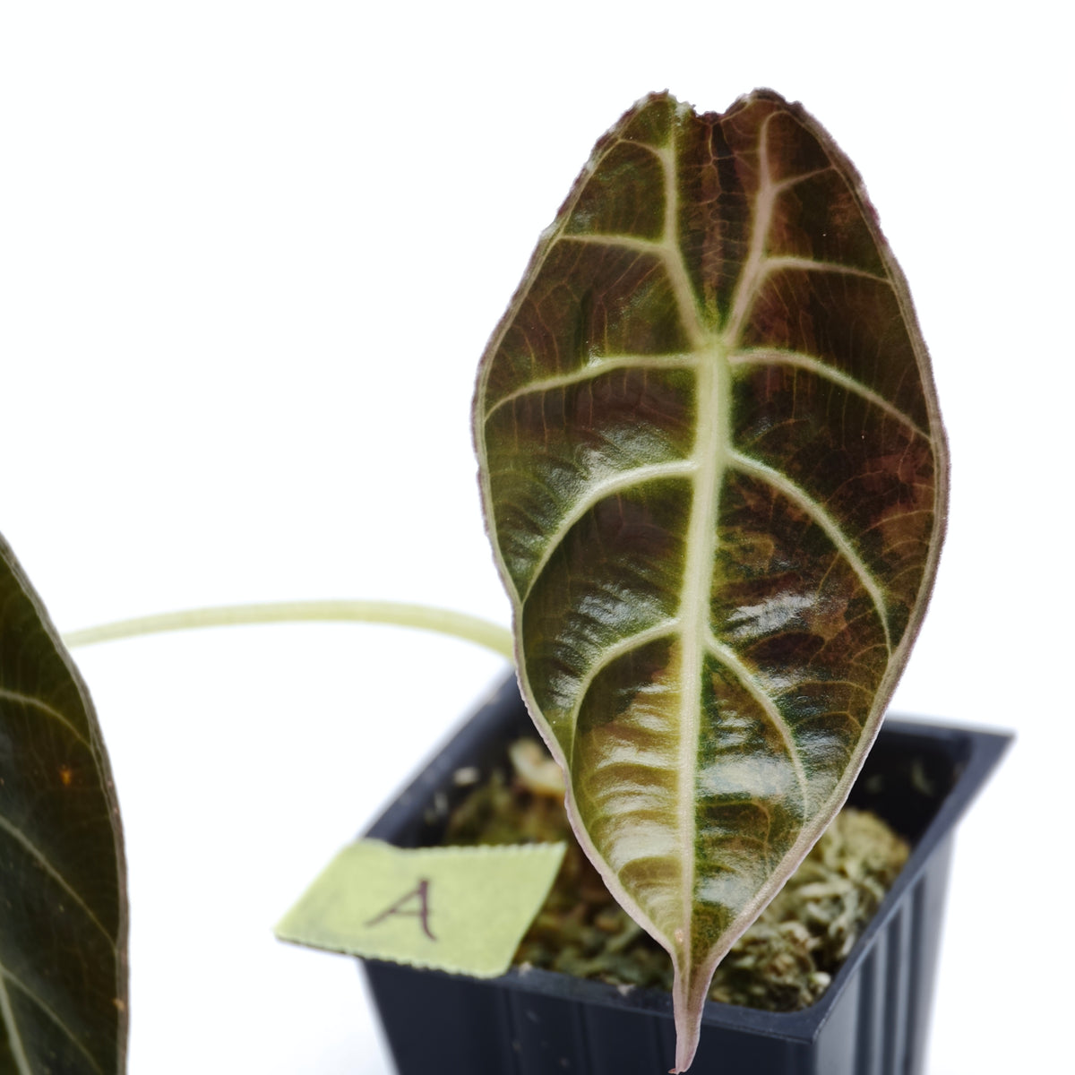 Alocasia watsoniana Aurea Variegated