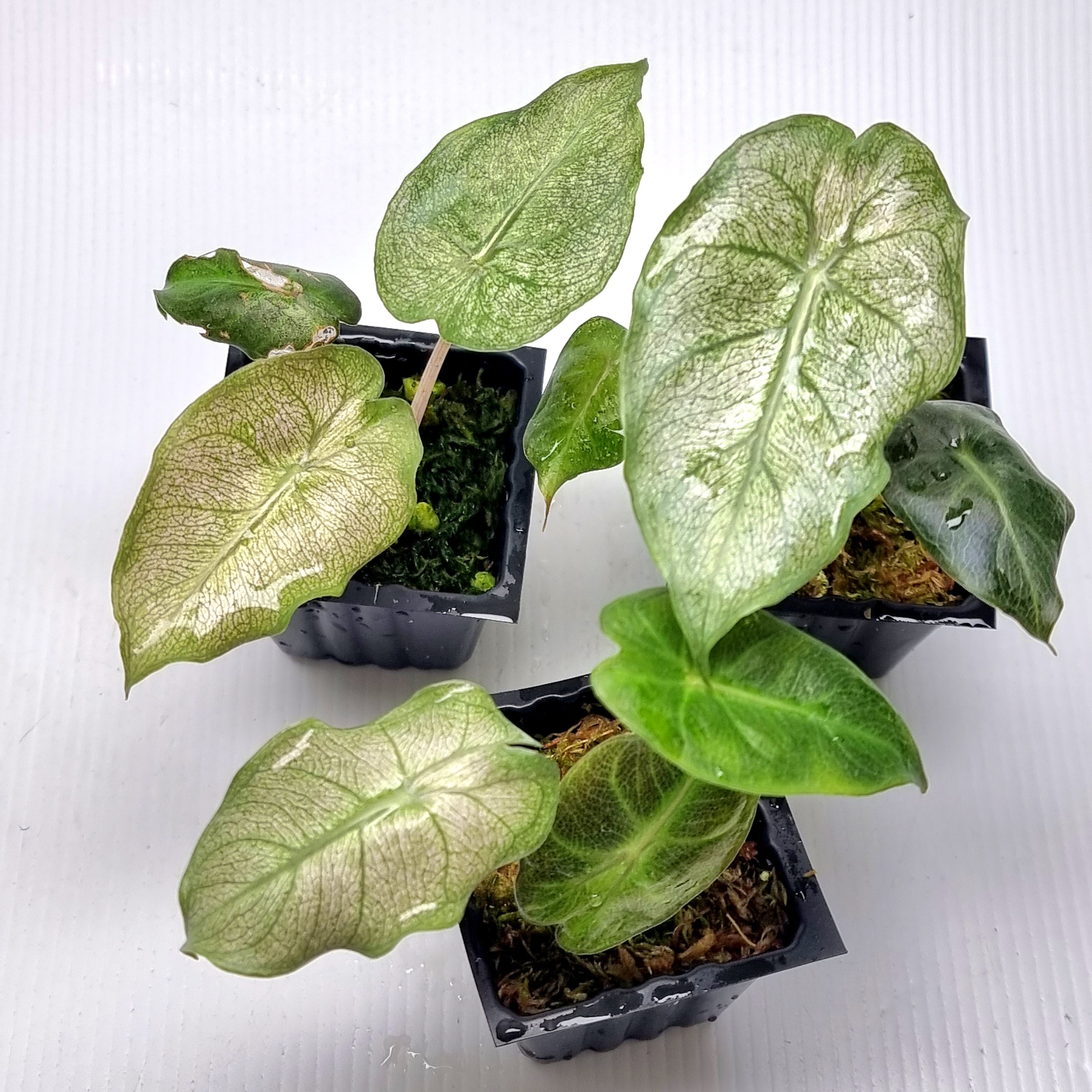 Alocasia Dragon mint NO2 大株 Alocasia Pink Dragon Mint Variegated – Flora Magnifica Australia