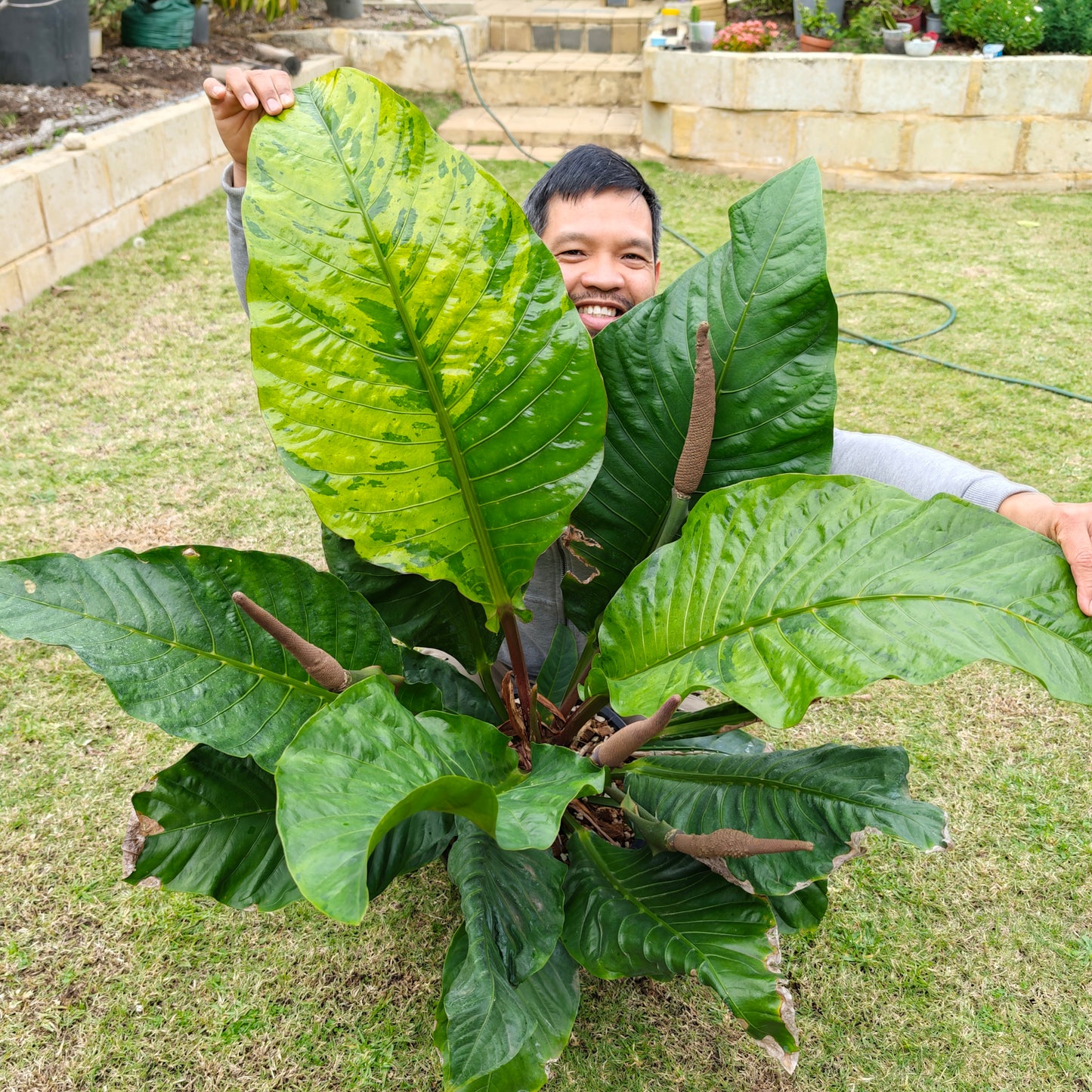 Anthurium Foliage Hybrid Green on Green Variegated