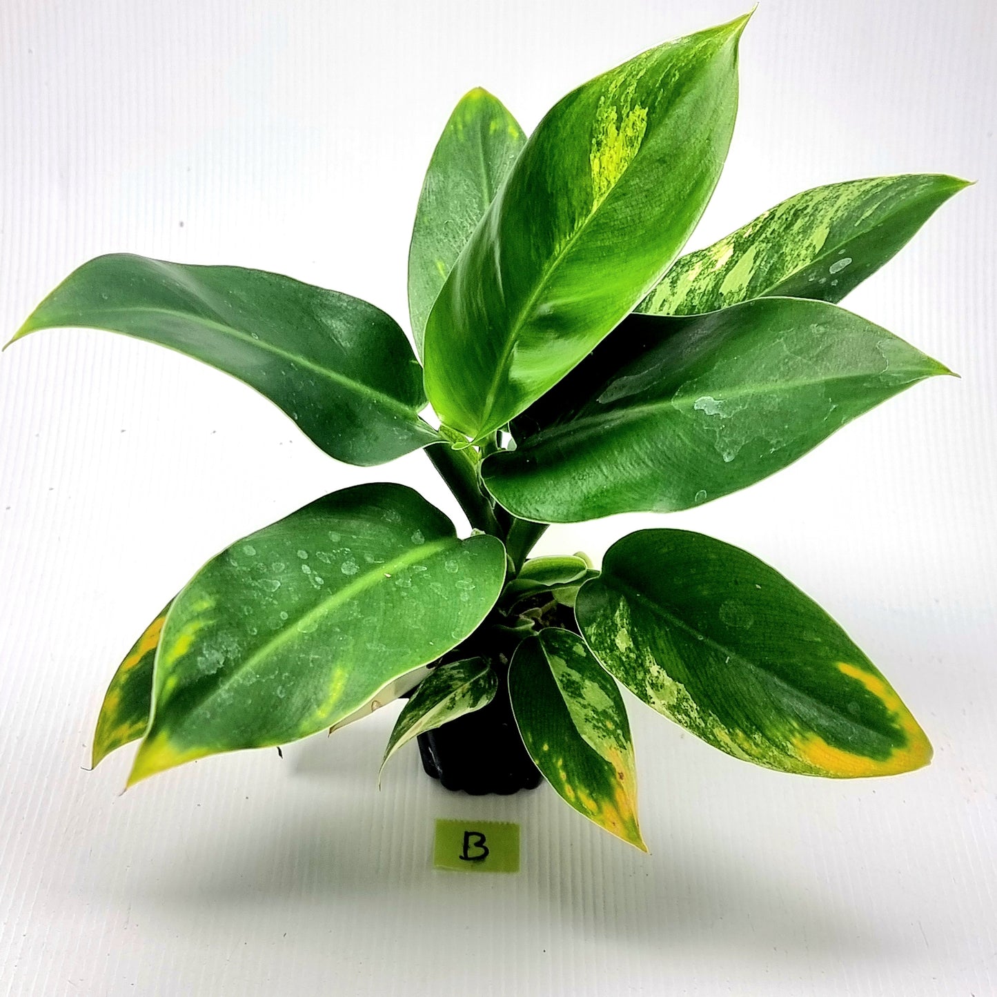 Philodendron Imperial Green LOW Variegated