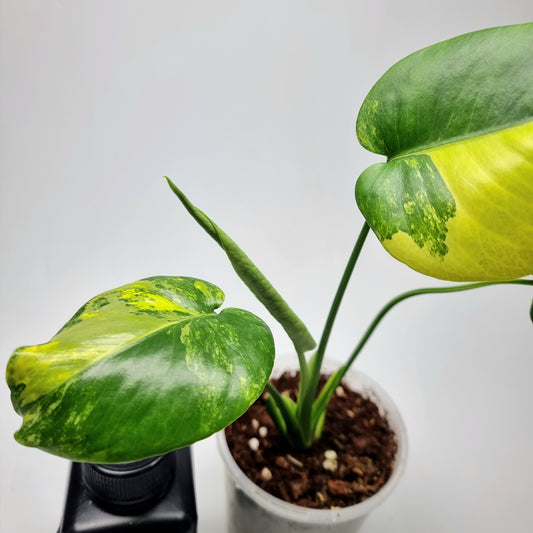 Monstera deliciosa Aurea (Large Form)