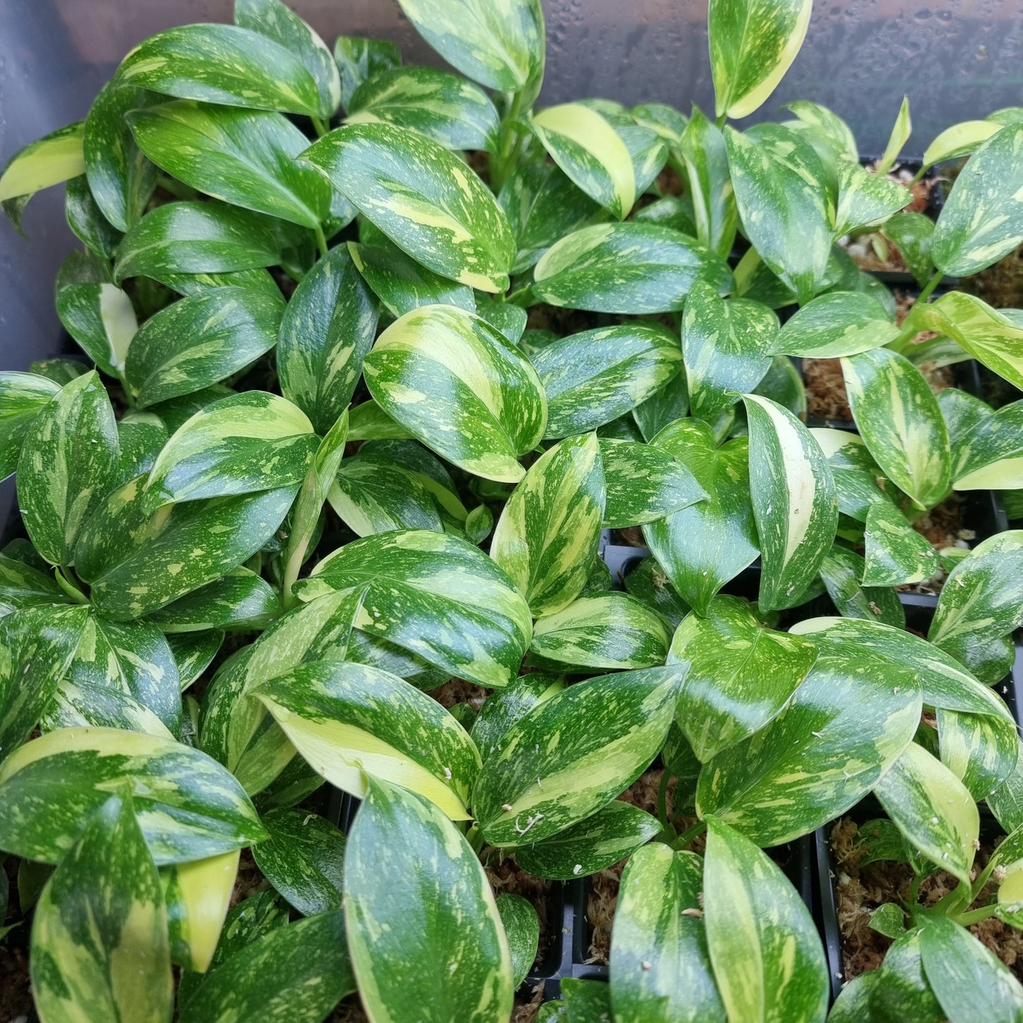 Philodendron Green Congo Nuclear