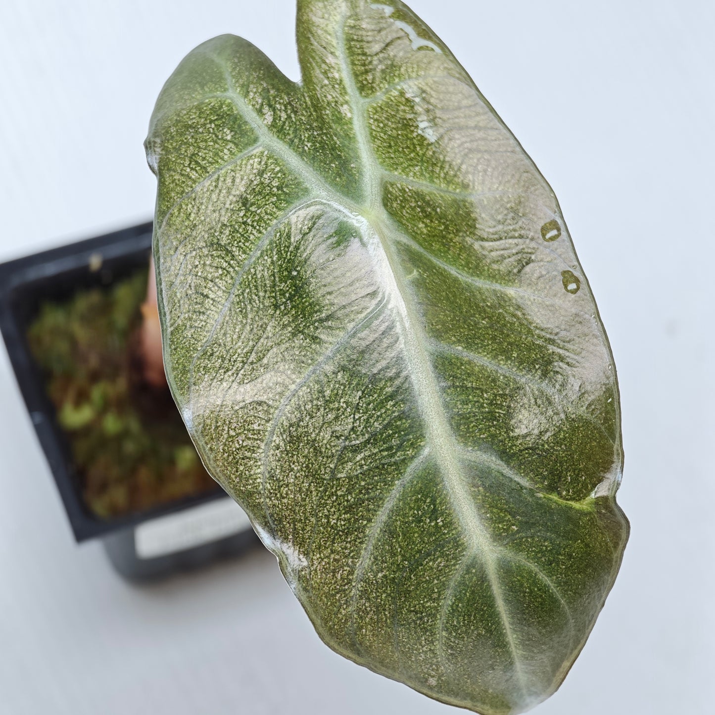 Alocasia Pink Dragon Mint Variegated