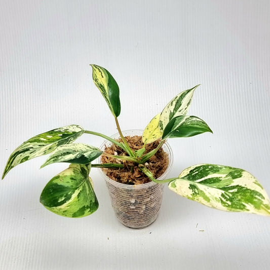 Philodendron Emerald Queen Marble