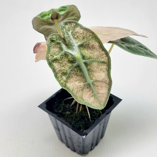 Alocasia Amazonica Pink Mint variegated