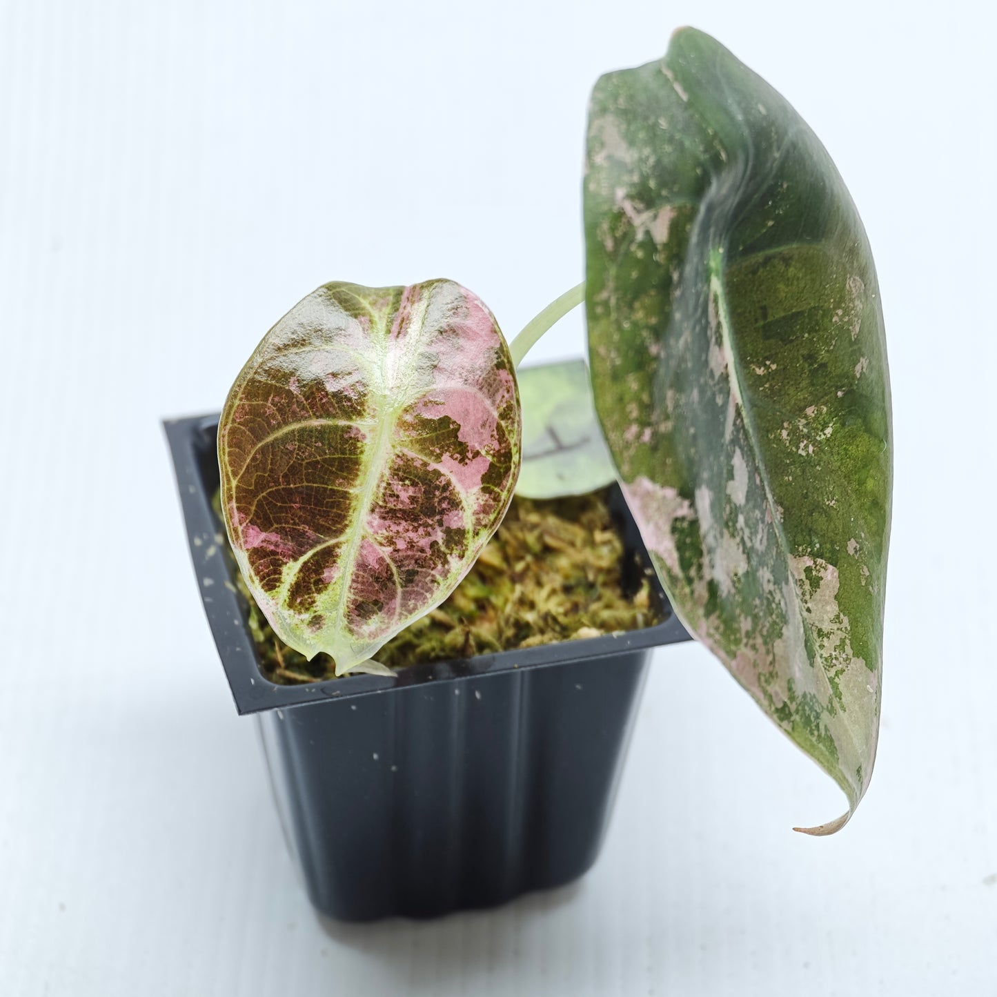 Alocasia sedenii Pink Variegated