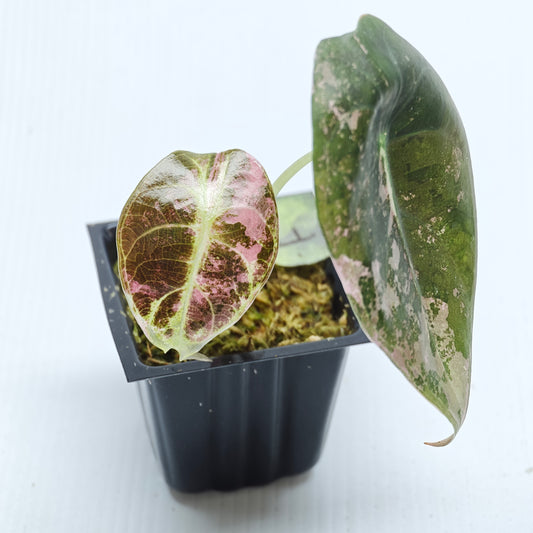 Alocasia sedenii Pink Variegated