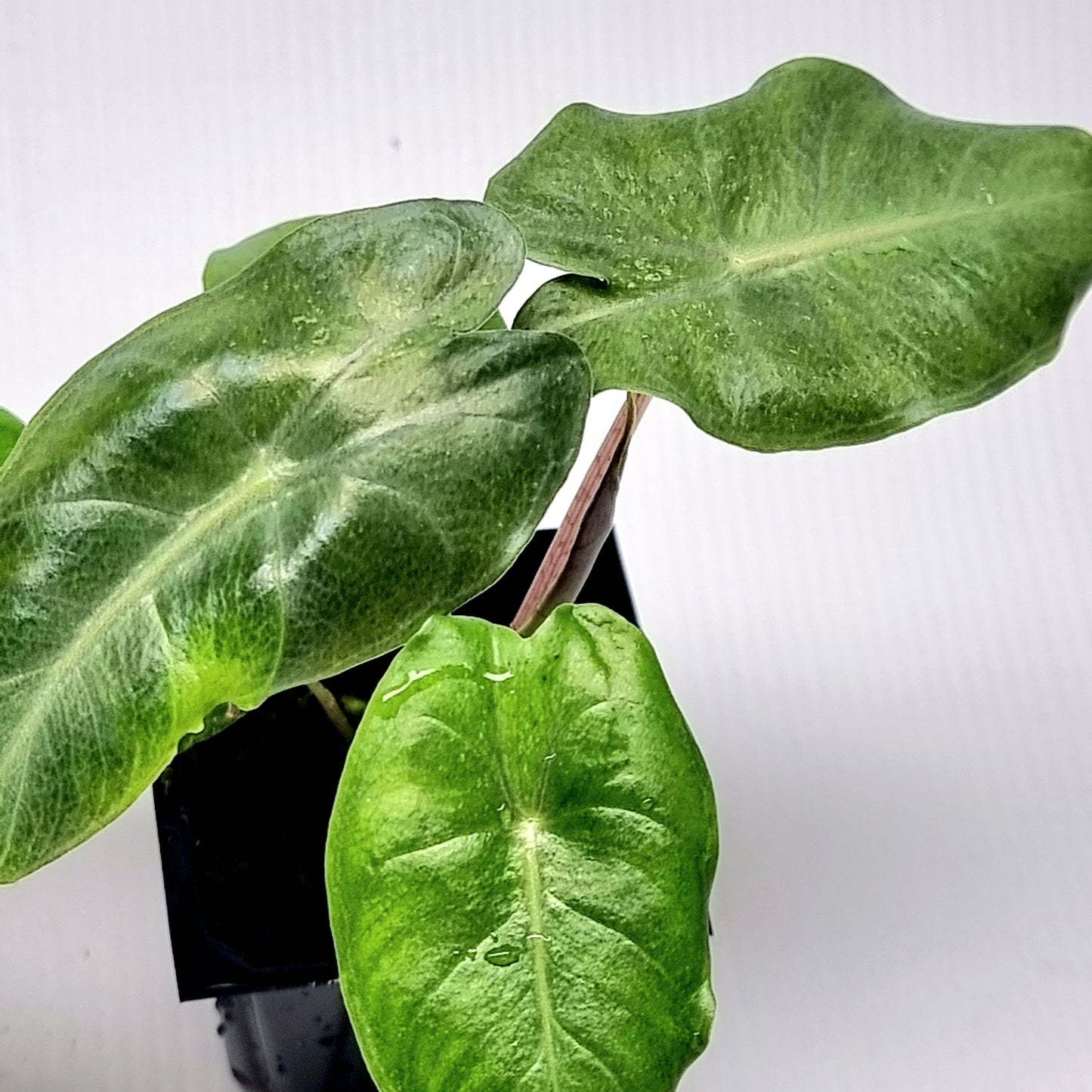 Alocasia Pink Dragon Mint Variegated