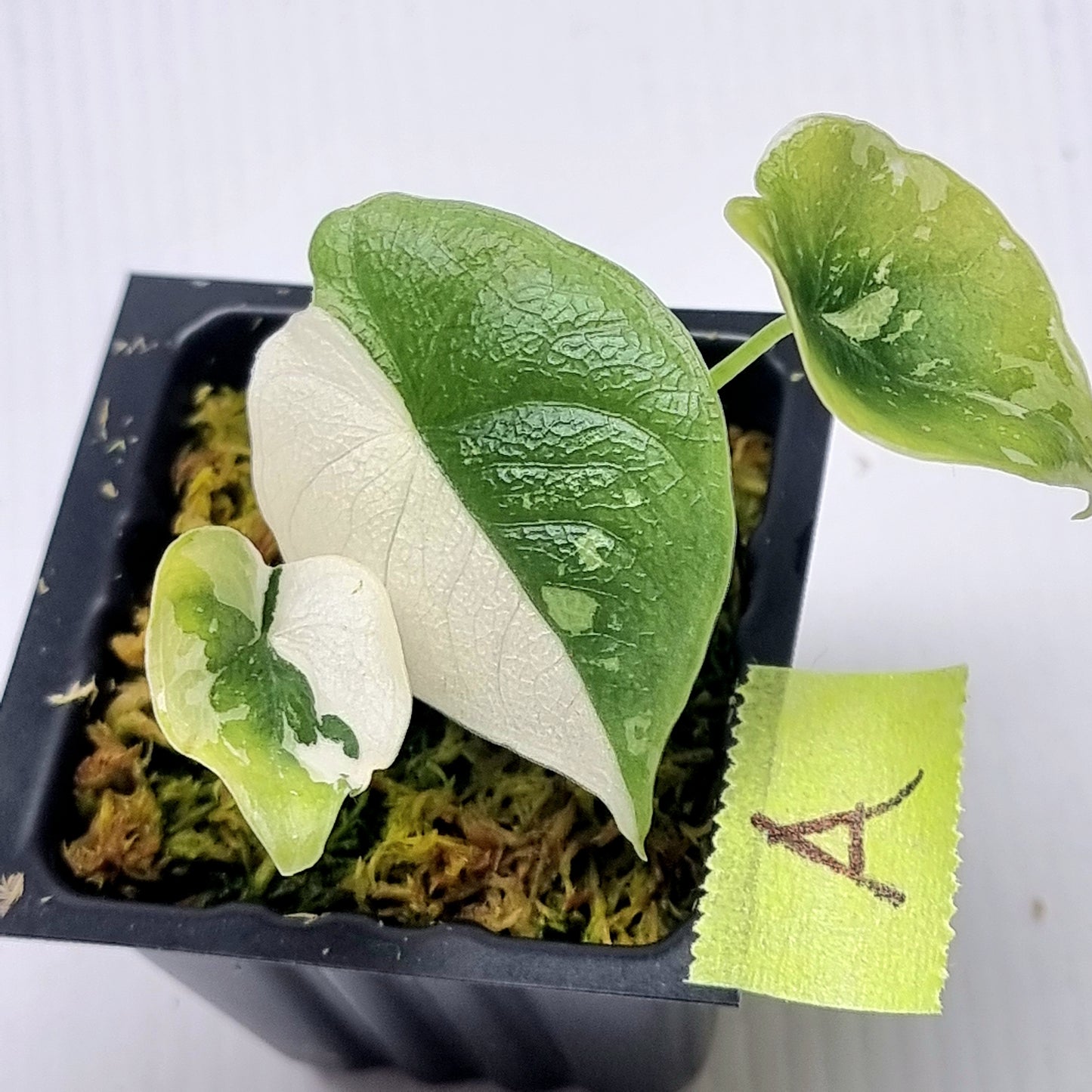 Alocasia melo Albo variegated