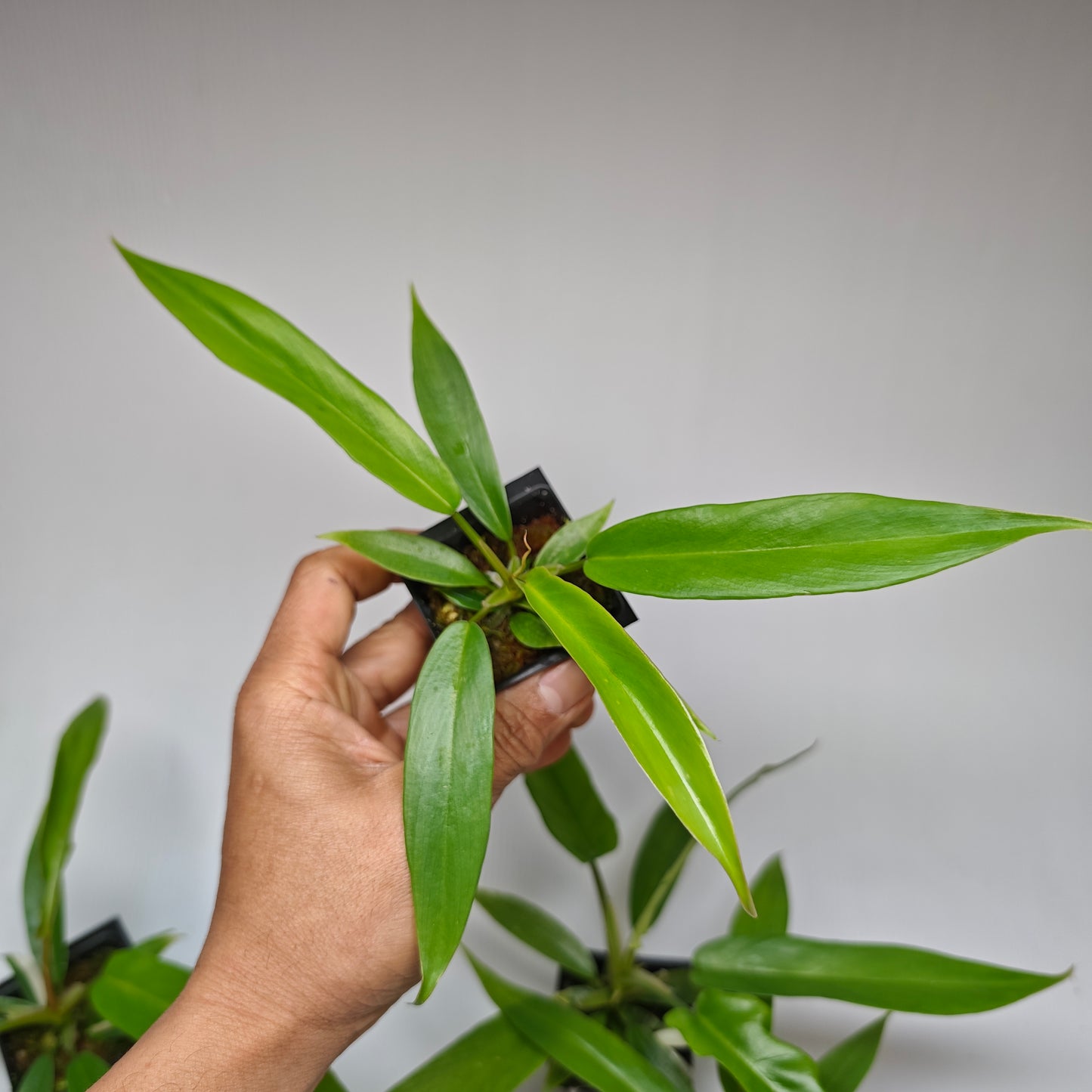 Philodendron Florida Beauty x P. tortum REVERTED