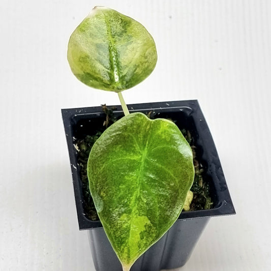 Alocasia sedenii Aurea Variegated