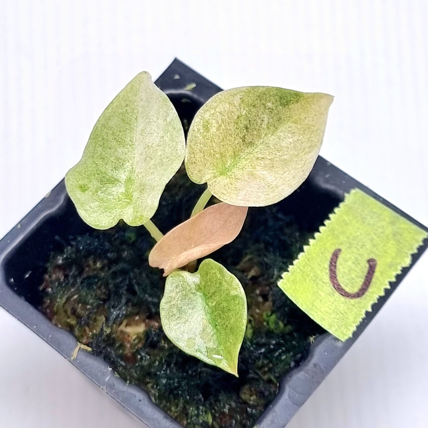 Alocasia cuprea Variegated