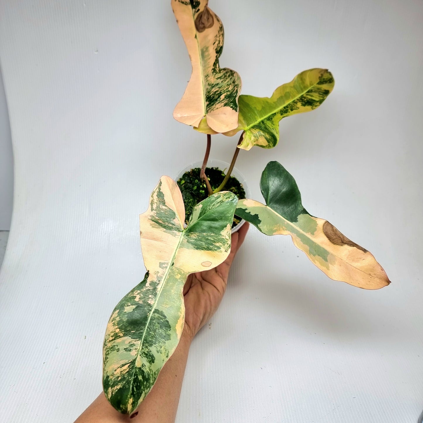 Philodendron Brown Beauty (FB x Black billie) variegated