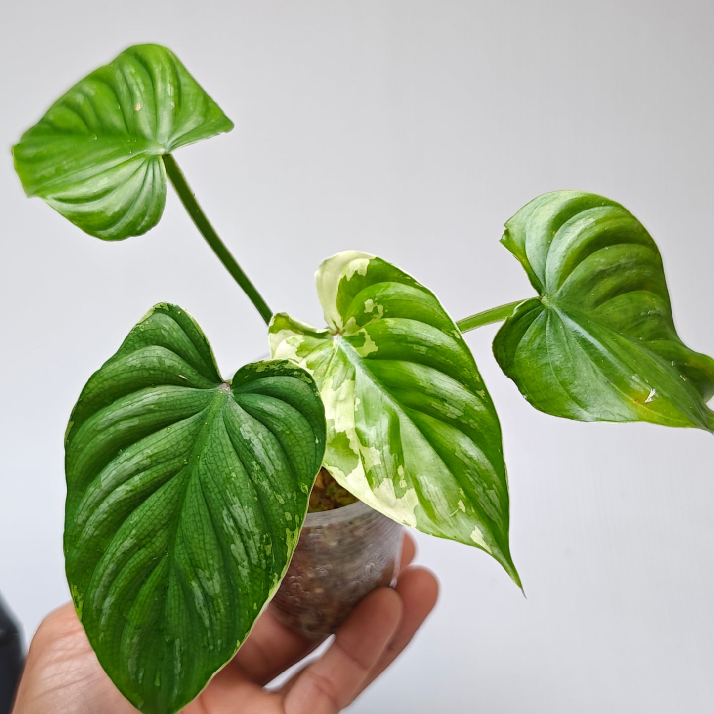 Philodendron plowmanii Variegated (M)