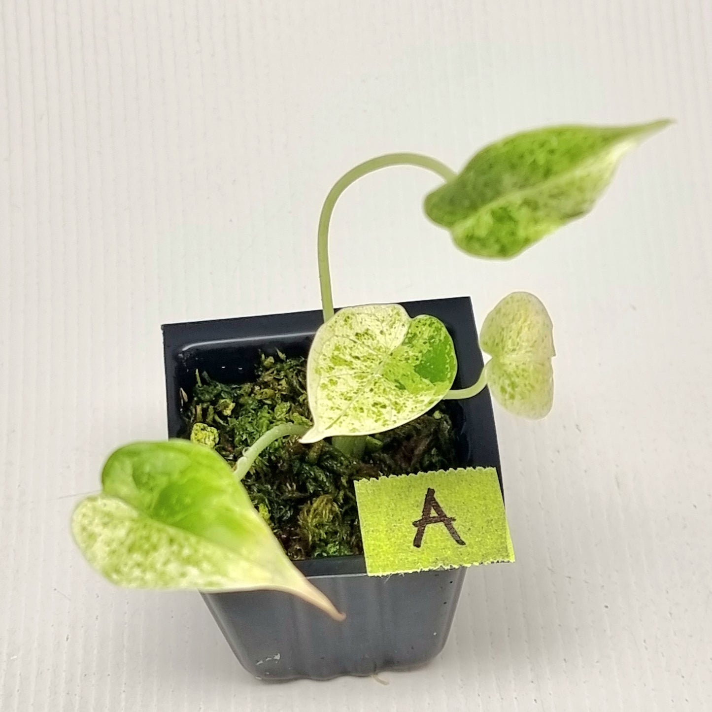 Alocasia Dragon Scale Mint