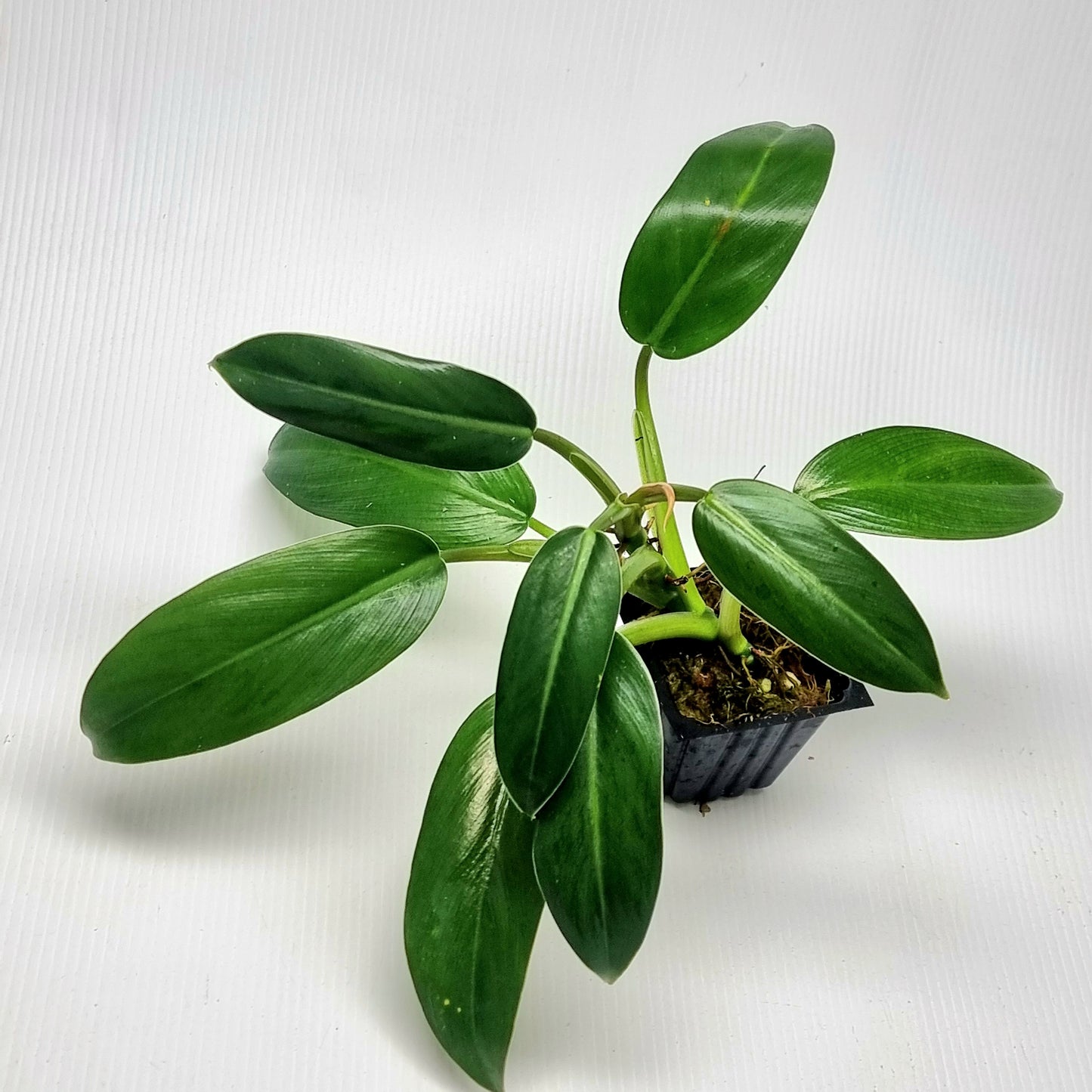 Philodendron Whipple Way Reverted