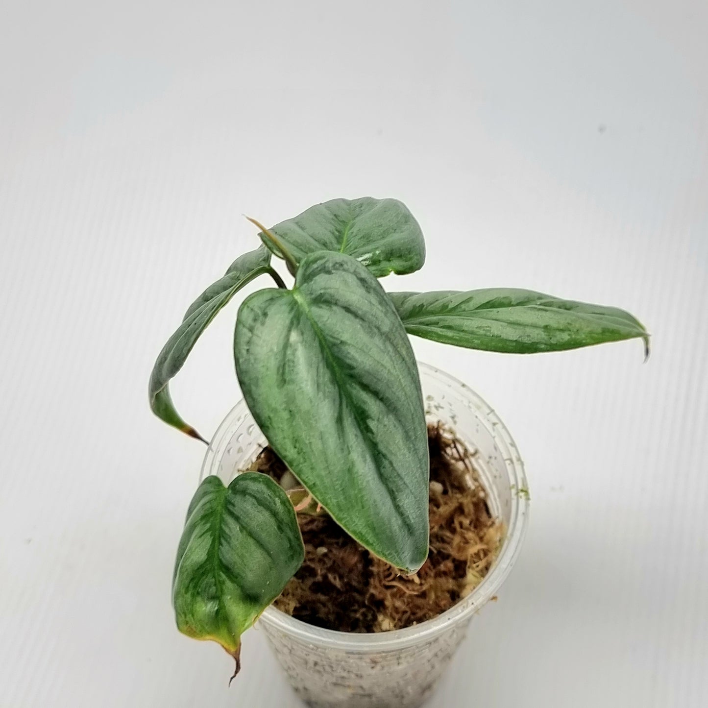 Philodendron sodirini