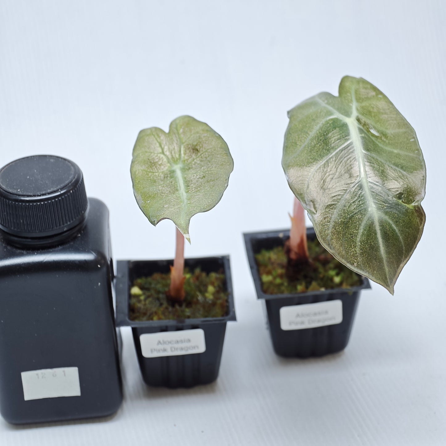 Alocasia Pink Dragon Mint Variegated