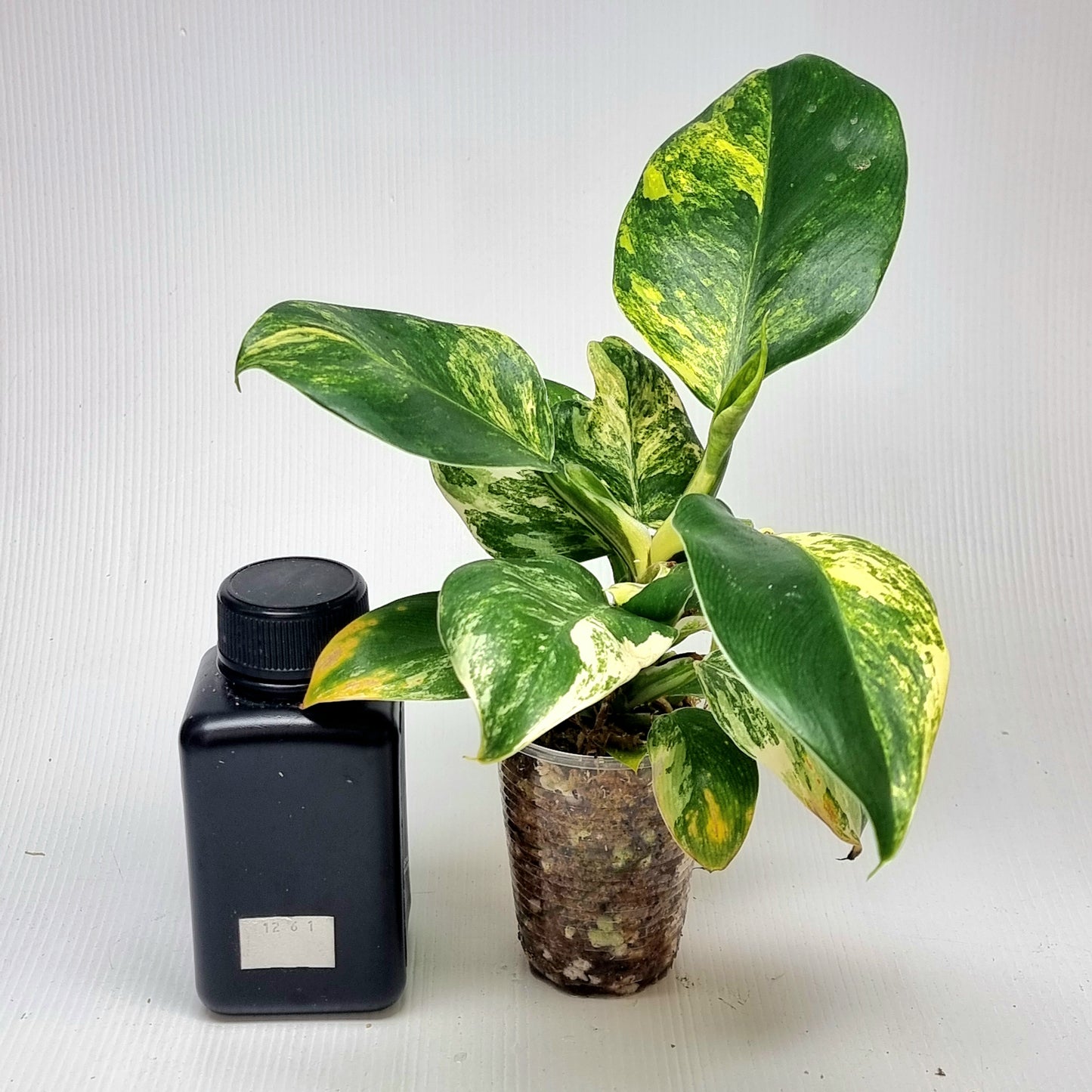 Philodendron Imperial Green Variegated