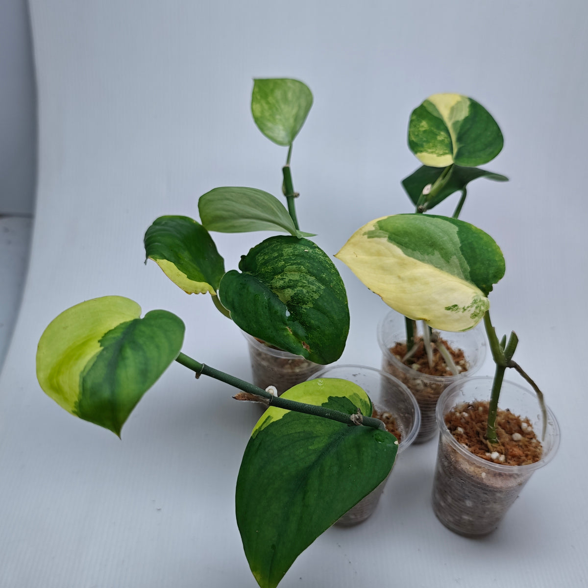 Scindapsus Jade Satin Aurea Variegated, Rooted Cutting