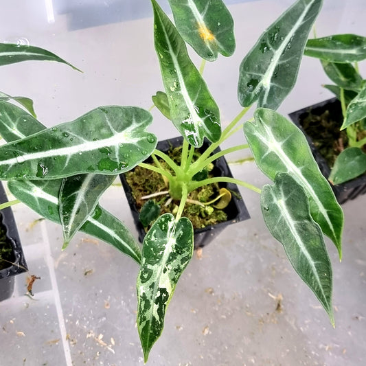 Alocasia Bambino Green Albo Low Variegated