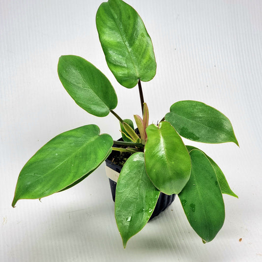 Philodendron Florida Beauty x P. mayoi Reverted