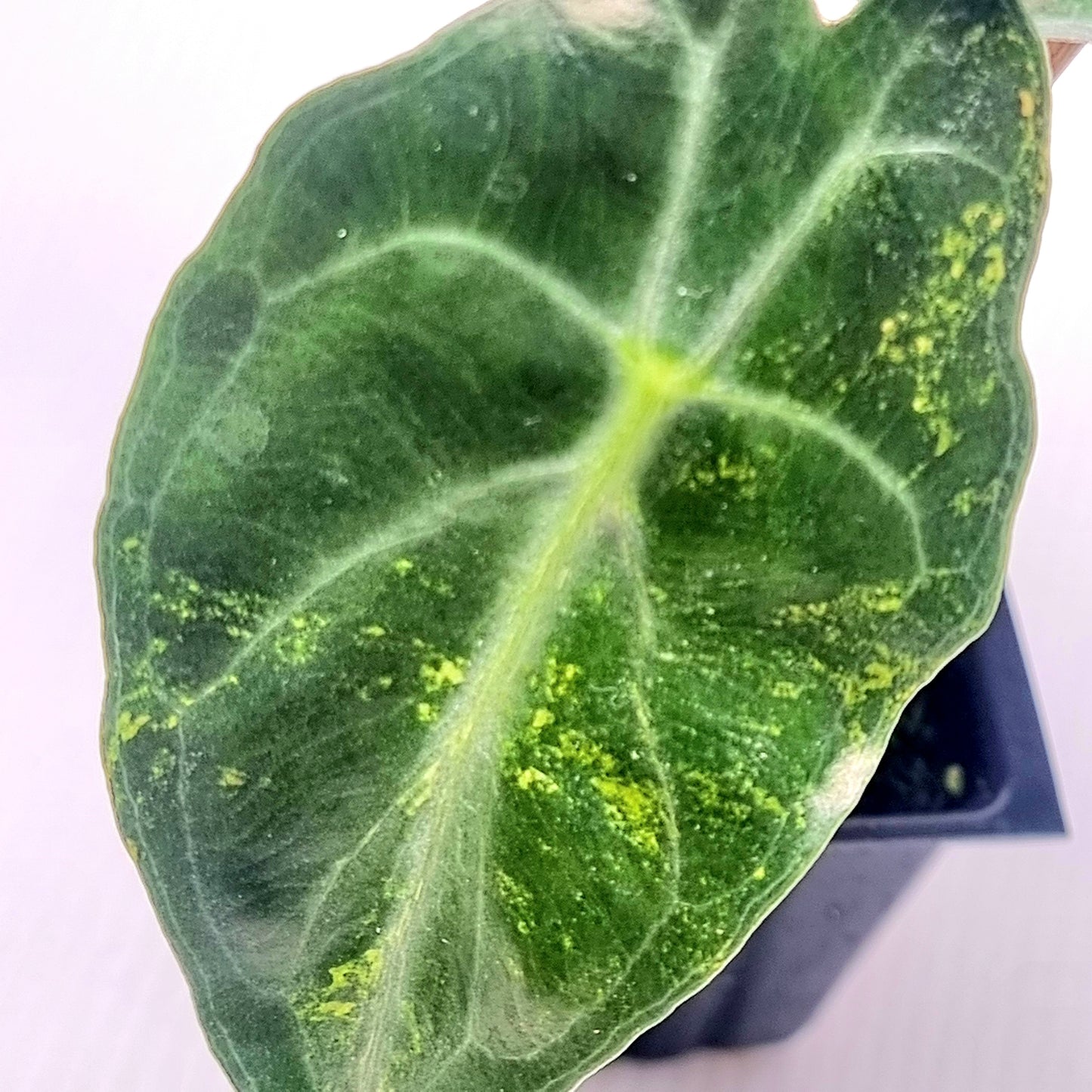 Alocasia Venom Aurea Variegated