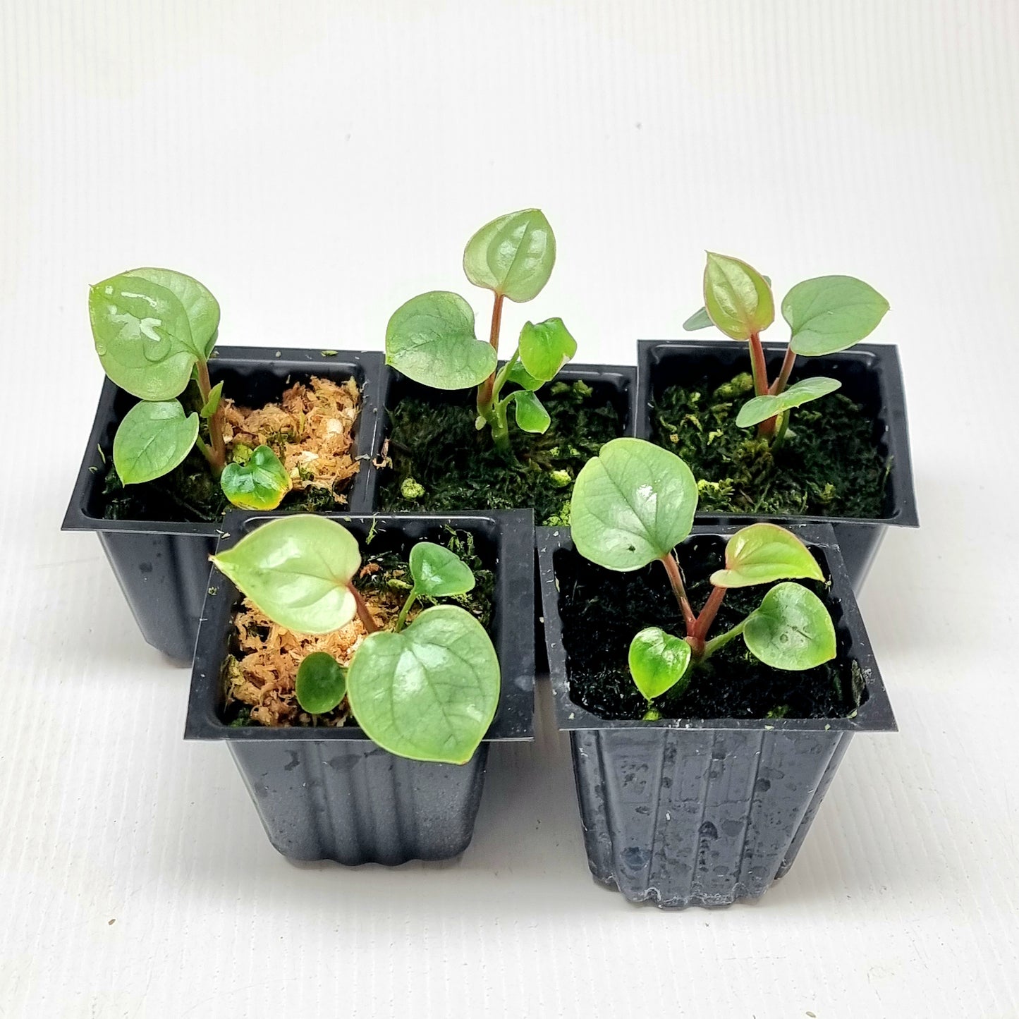 Anthurium luxurians