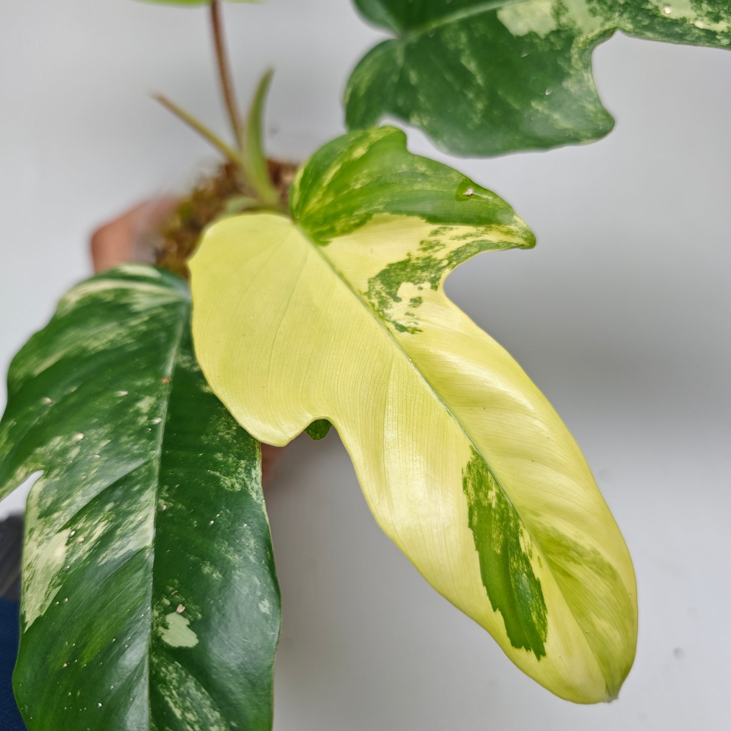 Philodendron squamiferum X P. Florida Beauty Variegated, 100mm