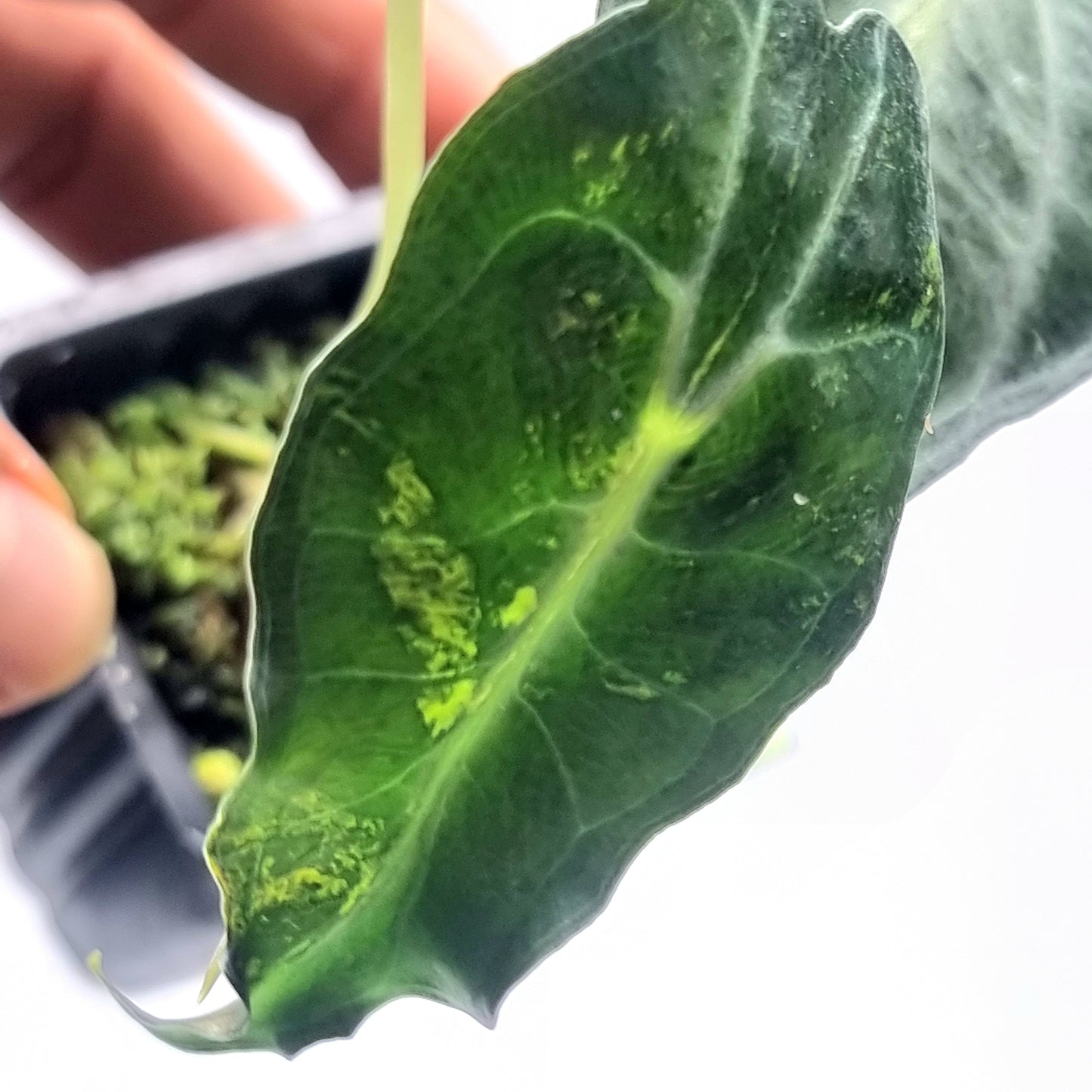 Alocasia Venom Aurea Variegated