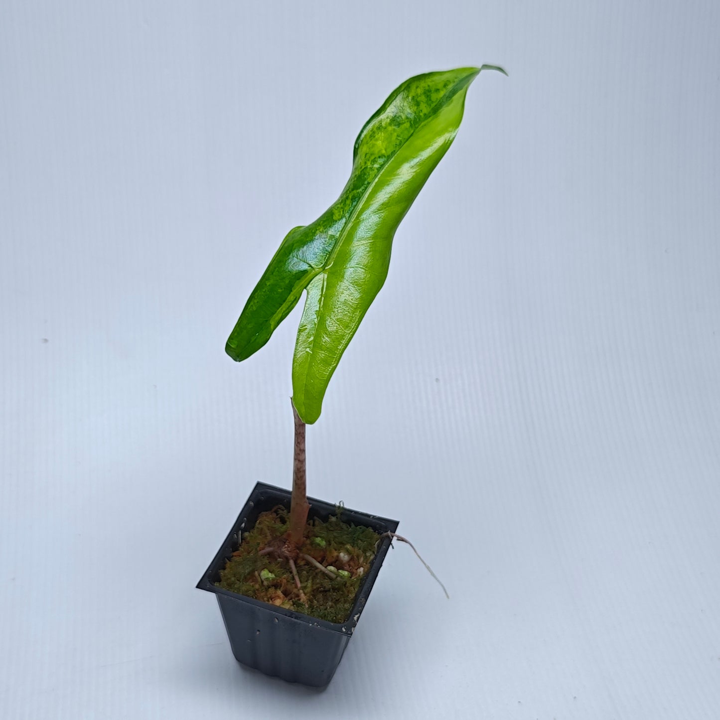 Alocasia tigrina superba Variegated