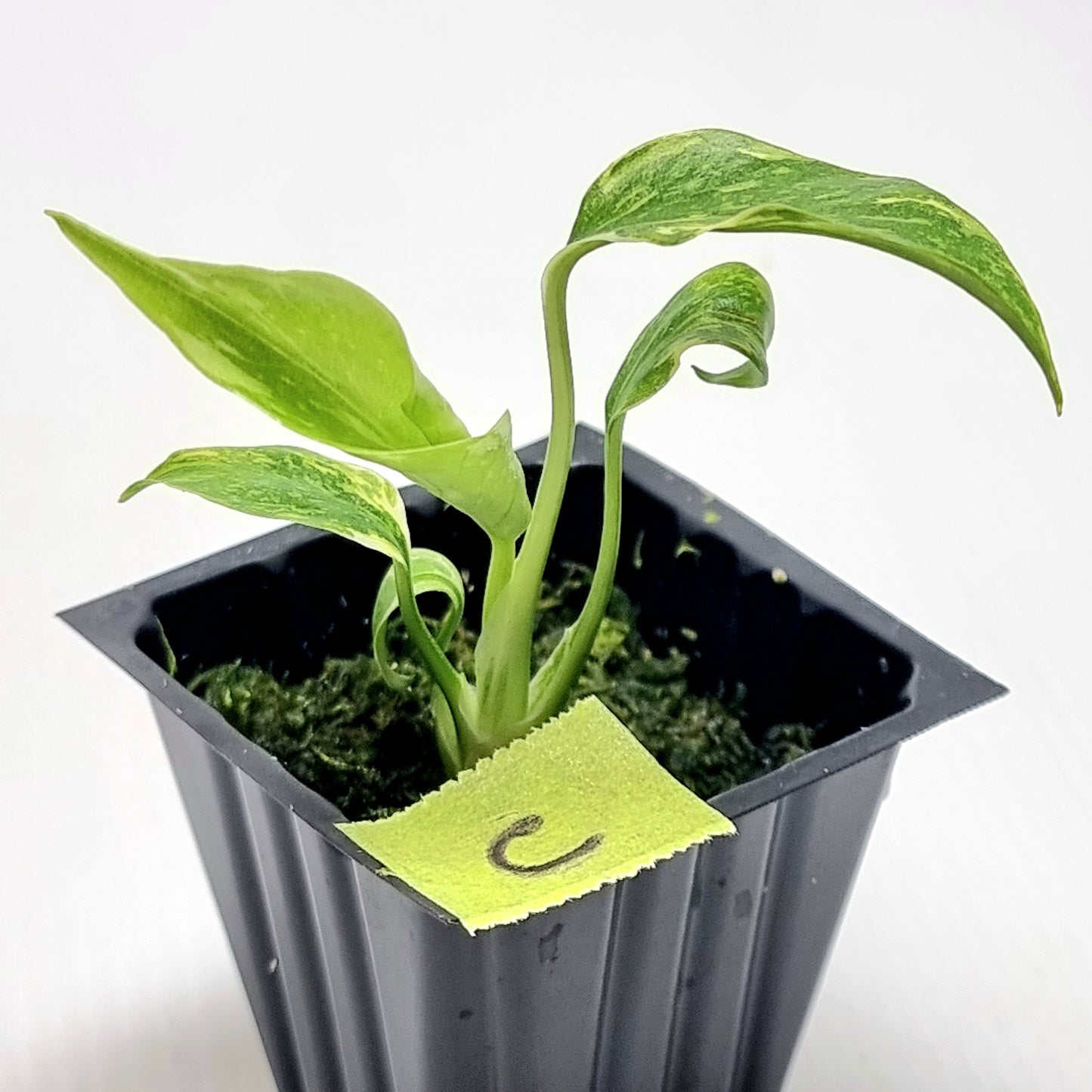 Monstera Electrolyte