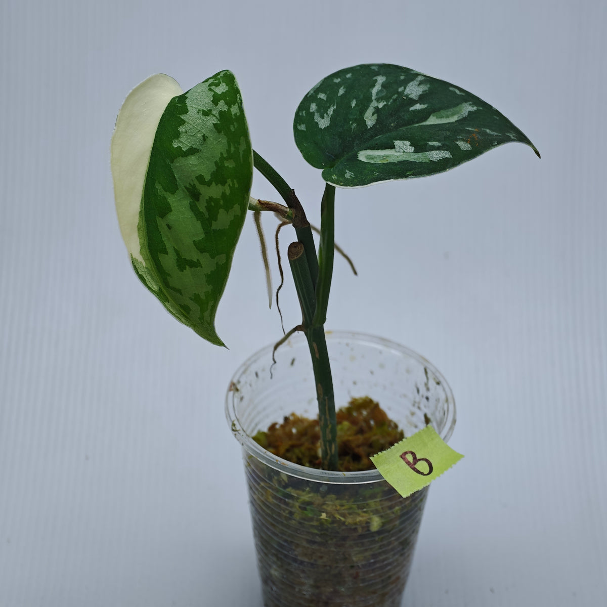 Variegated Scindapsus pictus Albo AKA Scindapsus Mayari