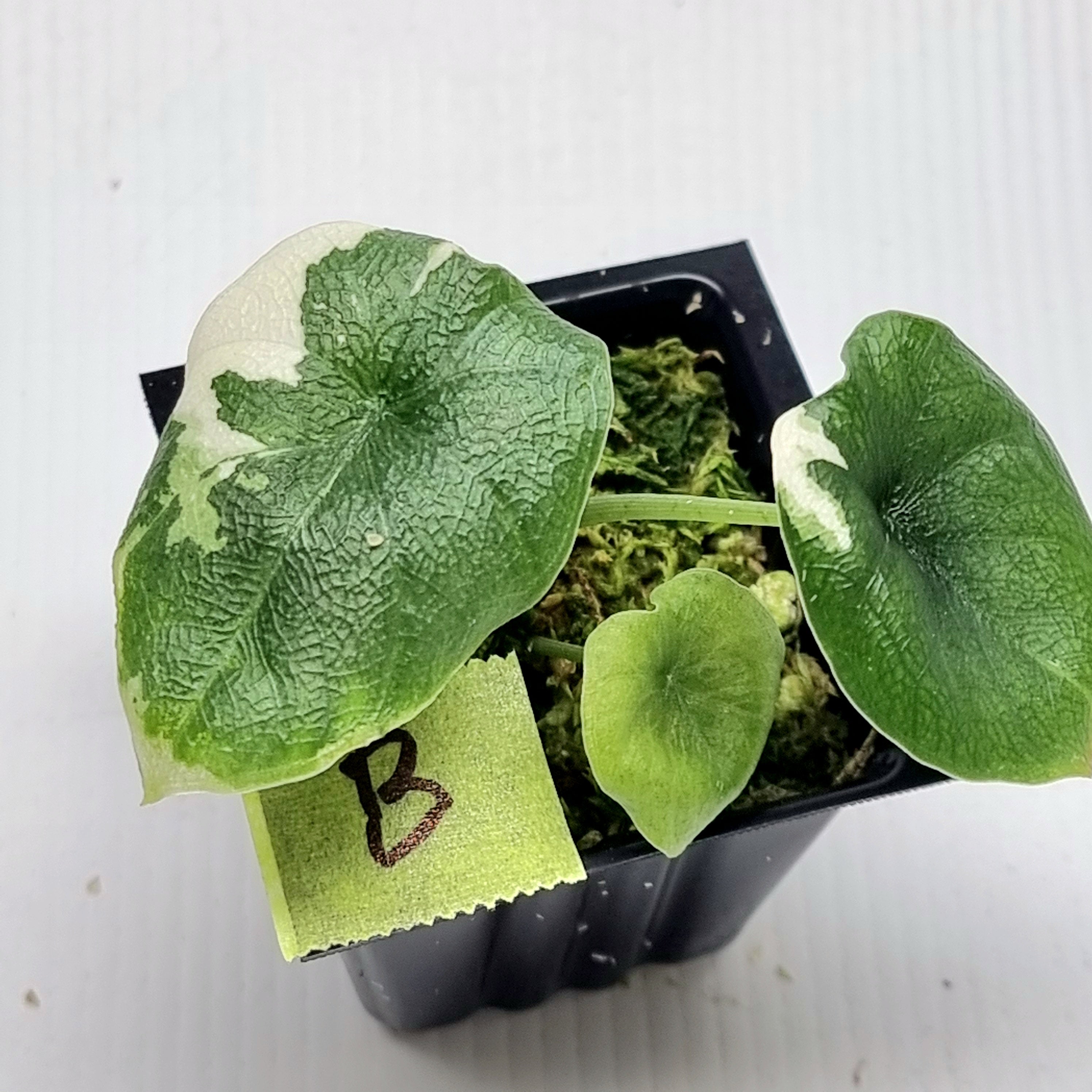 YO612Alocasia Melo Albo Variegated アロカシア メロ アルボ 斑入り