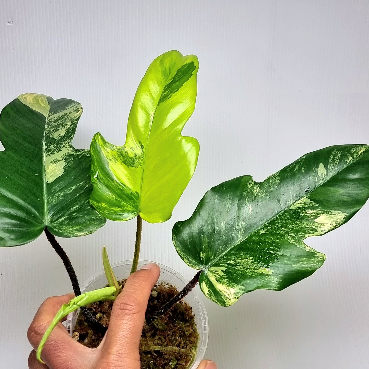 Philodendron squamiferum X P. Florida Beauty Variegated, 100mm