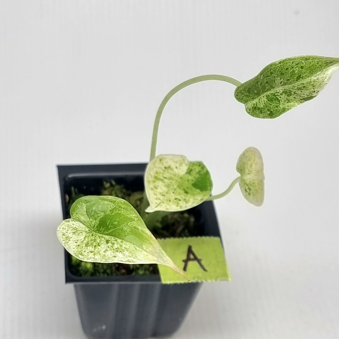 Alocasia Dragon Scale Mint